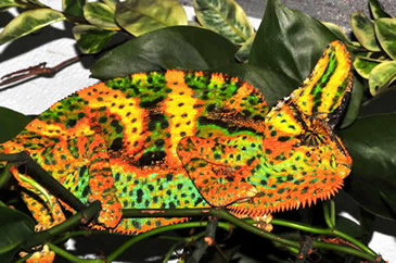 veiled chameleon