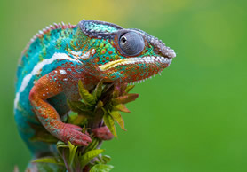 chameleon care guide