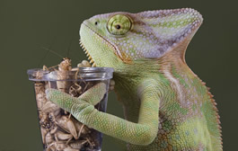 chameleon care guide