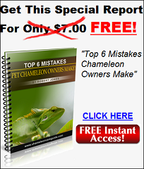 chameleon free report